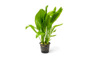 Echinodorus Bleheri Mother Pot Aquatic Plant - Buce Plant