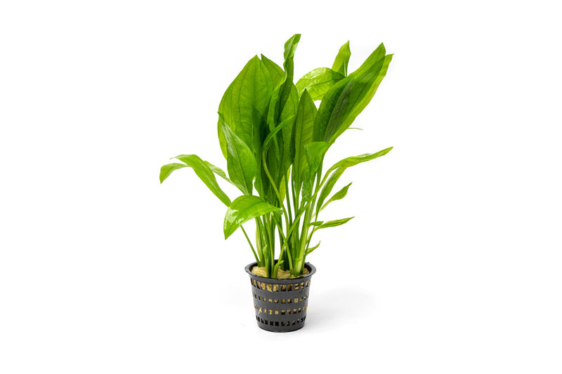 Echinodorus Bleheri Mother Pot Aquatic Plant - Buce Plant