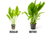 Echinodorus Bleheri Mother Pot Aquatic Plant - Buce Plant