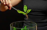 Healthy Echinodorus Chocolate Marble aquatic plant by CPA with green and chocolate-colored leaves suitable for freshwater aquariums.