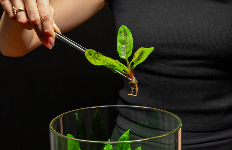 Healthy Echinodorus Chocolate Marble aquatic plant by CPA with green and chocolate-colored leaves suitable for freshwater aquariums.