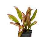 Healthy Echinodorus Devils Eye aquatic plant from ACW with broad green leaves and distinctive dark eye pattern, suitable for freshwater aquariums.