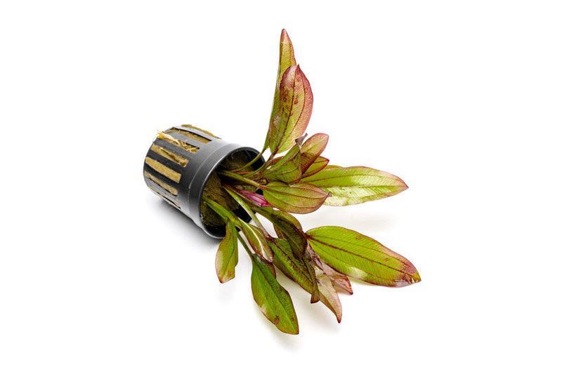 Healthy Echinodorus Devils Eye aquatic plant from ACW with broad green leaves and vibrant display suitable for freshwater aquariums.