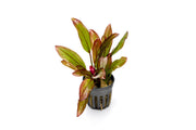 Healthy Echinodorus Devils Eye aquatic plant from ACW with broad green leaves and distinctive dark spots, ideal for freshwater aquariums.