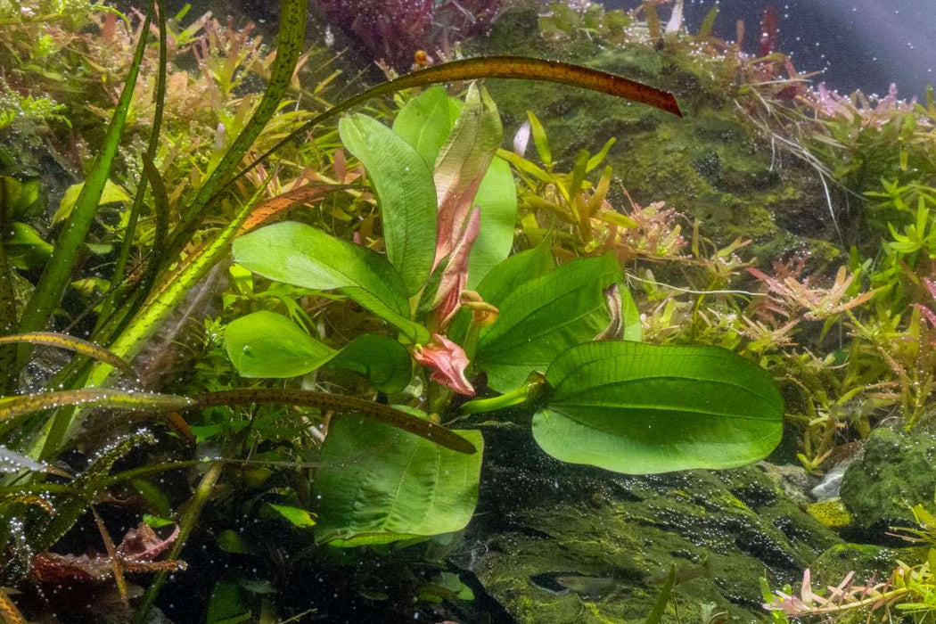 Echinodorus Fancy Twist