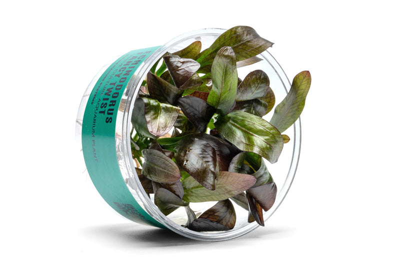 Echinodorus Fancy Twist UNS Tissue Culture Aquatic Plant - Buce Plant