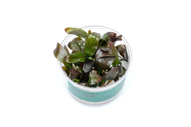 Echinodorus Fancy Twist UNS Tissue Culture Aquatic Plant - Buce Plant