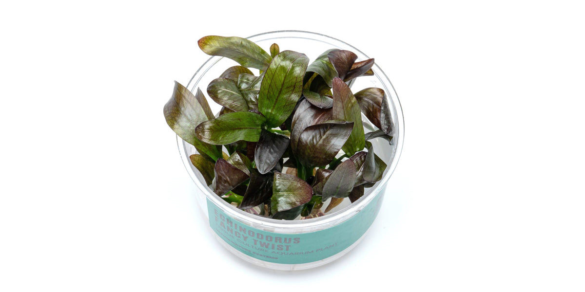 Echinodorus Fancy Twist UNS Tissue Culture - Buce Plant