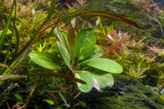 Echinodorus Hadi Red Pearl Variegated