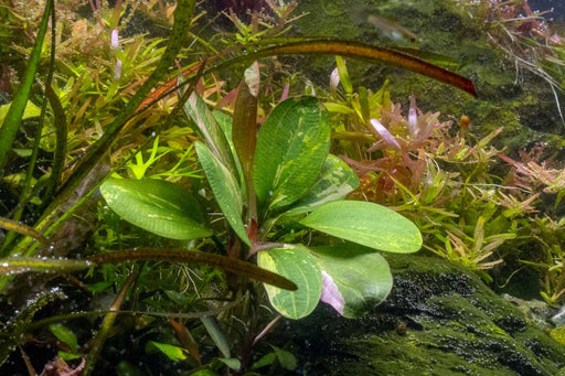 Echinodorus Hadi Red Pearl Variegated