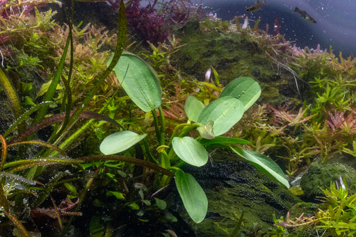 Echinodorus Harbich