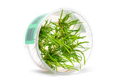 Echinodorus (Helanthium) Tenellus UNS Tissue Culture Aquatic Plant - Buce Plant