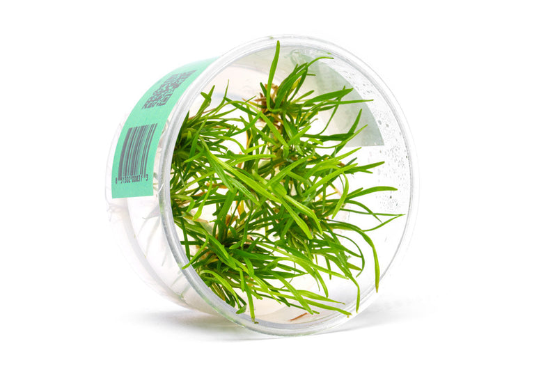 Echinodorus (Helanthium) Tenellus UNS Tissue Culture Aquatic Plant - Buce Plant