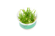 Echinodorus (Helanthium) Tenellus UNS Tissue Culture Aquatic Plant - Buce Plant