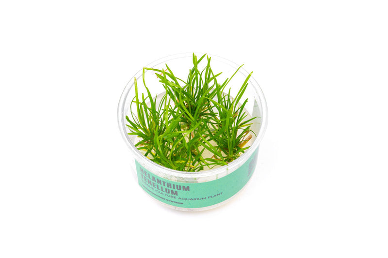 Echinodorus (Helanthium) Tenellus UNS Tissue Culture Aquatic Plant - Buce Plant