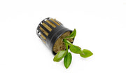 Healthy Echinodorus Iguazu aquatic plant by BUCE with lush green leaves, suitable for freshwater aquariums.