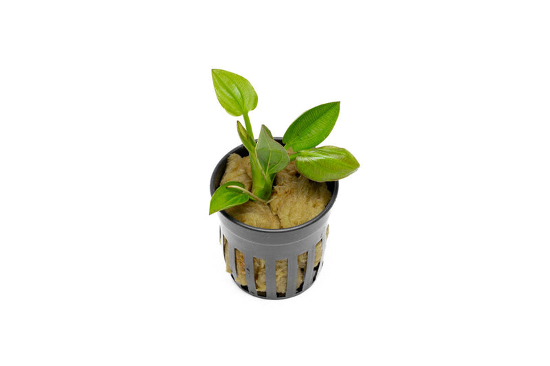 Healthy Echinodorus Iguazu aquatic plant from BUCE, featuring broad green leaves for freshwater aquariums.