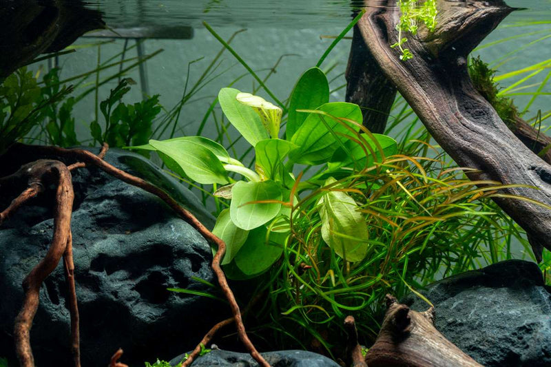Healthy Echinodorus Jaguar aquatic plant from CPA with vibrant green leaves, ideal for freshwater aquarium decoration.