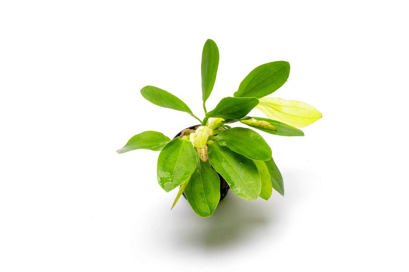 Healthy Echinodorus Jaguar aquatic plant from CPA with broad green leaves, ideal for freshwater aquariums.