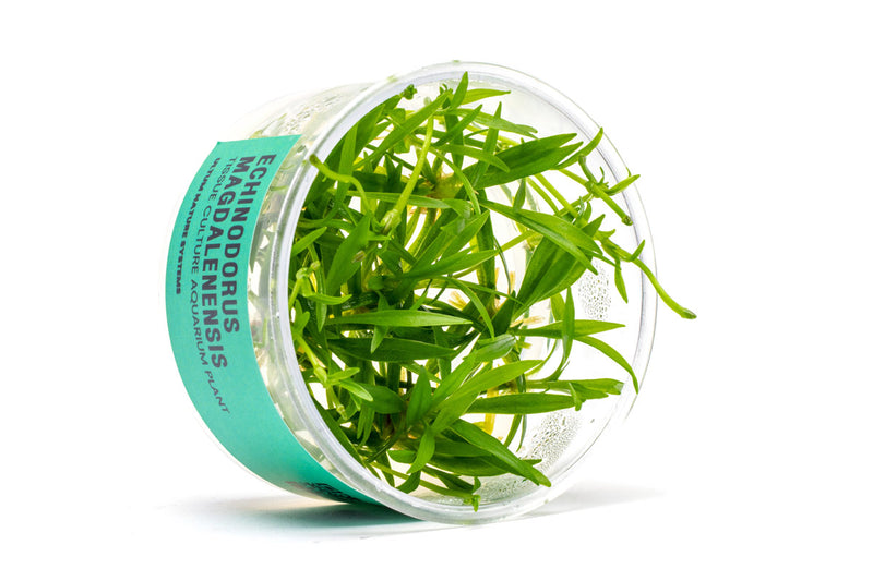Echinodorus Magdalenensis Tissue Culture Aquatic Plant - Buce Plant