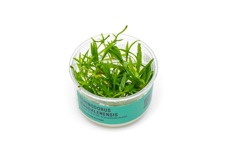 Echinodorus Magdalenensis Tissue Culture Aquatic Plant - Buce Plant