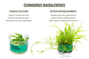 Echinodorus Magdalenensis Tissue Culture