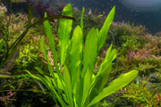 Echinodorus Major/Martii