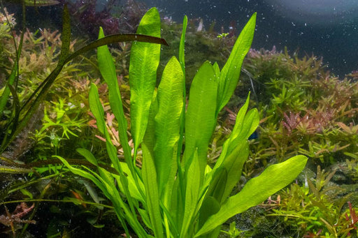 Echinodorus Major/Martii