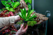 Echinodorus Major/Martii