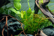 Healthy Echinodorus Marble Queen aquatic plant from ACW with variegated green and white leaves, suitable for freshwater aquariums.