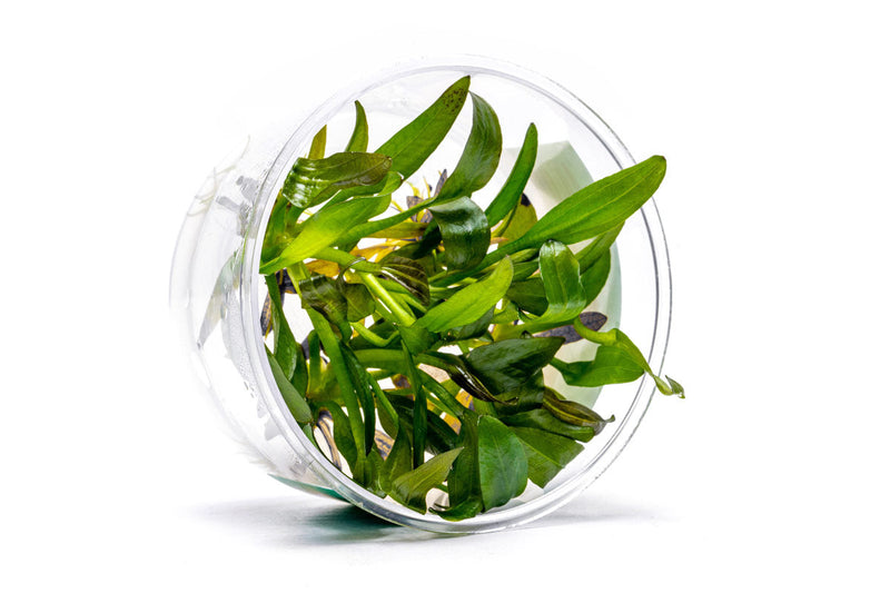 Echinodorus Osiris UNS Tissue Culture Aquatic Plant - Buce Plant