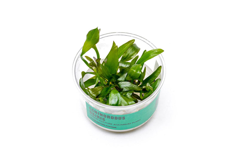 Echinodorus Osiris UNS Tissue Culture Aquatic Plant - Buce Plant
