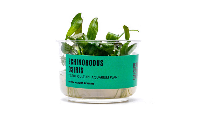 Echinodorus Osiris UNS Tissue Culture Aquatic Plant - Buce Plant