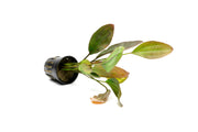 Healthy Echinodorus Ozelot aquatic plant from ACW with vibrant green leaves and distinctive pattern, ideal for freshwater aquariums.