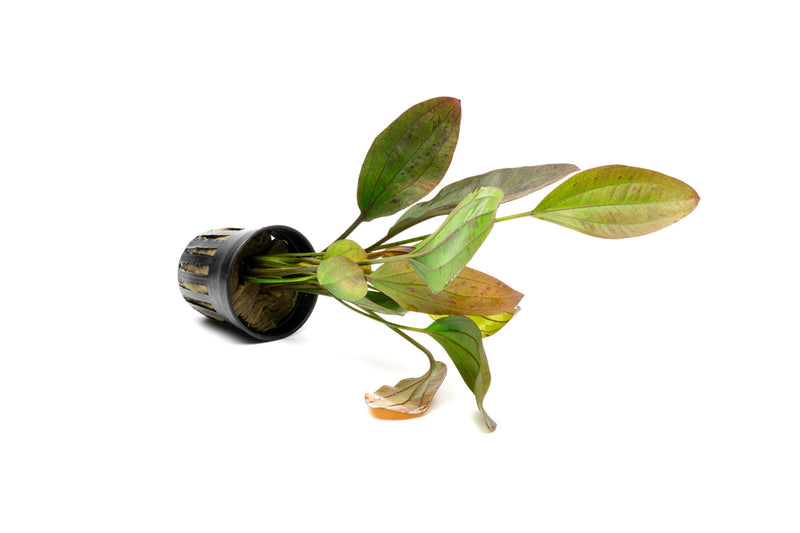 Healthy Echinodorus Ozelot aquatic plant from ACW with vibrant green leaves and distinctive pattern, ideal for freshwater aquariums.
