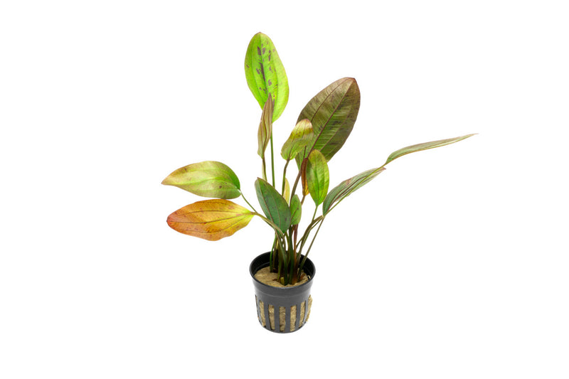 Healthy Echinodorus Ozelot aquatic plant from ACW with vibrant green leaves and distinctive patterned foliage for freshwater aquariums.
