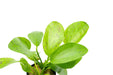 Echinodorus Ozelot Green