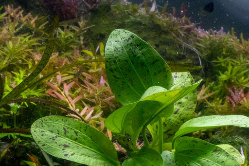 Echinodorus Ozelot Green