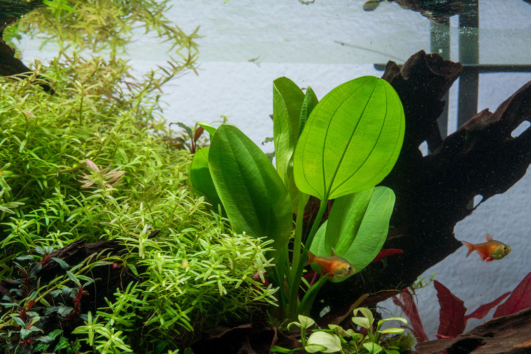 Healthy Echinodorus Palaefolius aquatic plant by CPA with broad green leaves for freshwater aquariums.