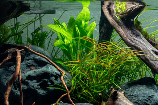 Echinodorus Peruensis