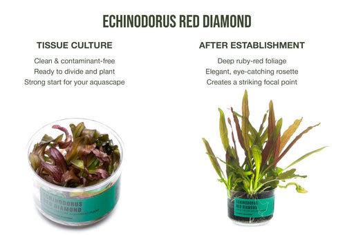 Echinodorus Red Diamond UNS Tissue Culture