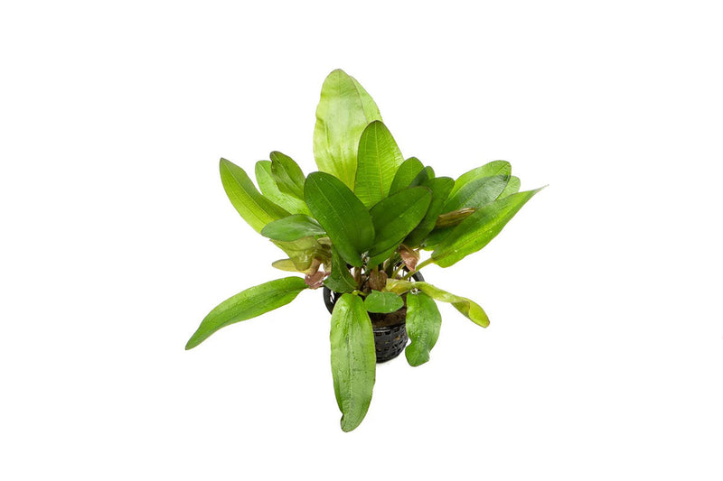 Healthy Echinodorus Red Rubin aquatic plant in a CPA mother pot, showcasing vibrant red and green leaves for freshwater aquariums.