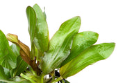 Healthy Echinodorus Red Rubin aquatic plant in a CPA mother pot, showcasing vibrant red leaves for freshwater aquariums.