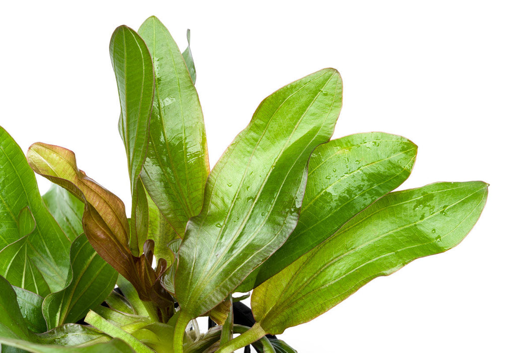 Echinodorus Red Rubin Mother Pot