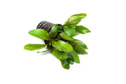 Healthy Echinodorus Red Rubin aquatic plant in a CPA mother pot, ideal for freshwater aquariums and vibrant aquatic displays.