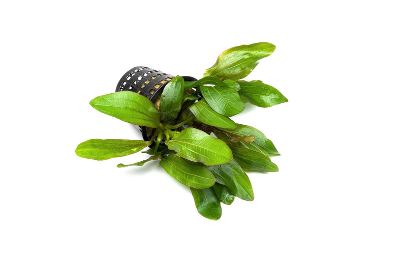 Healthy Echinodorus Red Rubin aquatic plant in a CPA mother pot, ideal for freshwater aquariums and vibrant aquatic displays.