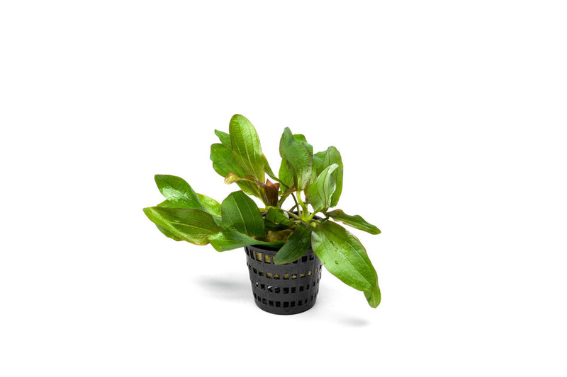 Healthy Echinodorus Red Rubin aquatic plant in a CPA mother pot, showcasing vibrant red and green foliage for freshwater aquariums.
