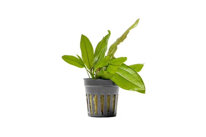 Healthy Echinodorus Red Wild Grass aquatic plant from CPA with vibrant red leaves for freshwater aquariums.