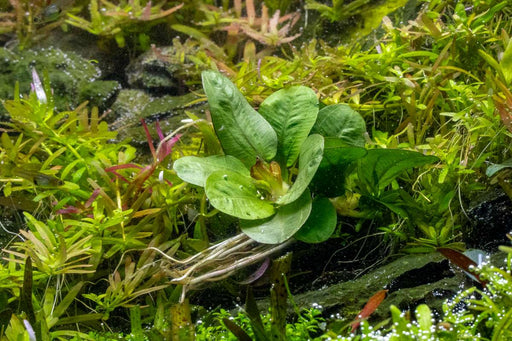 Echinodorus Reni