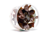 Echinodorus Reni UNS Tissue Culture Aquatic Plant - Buce Plant